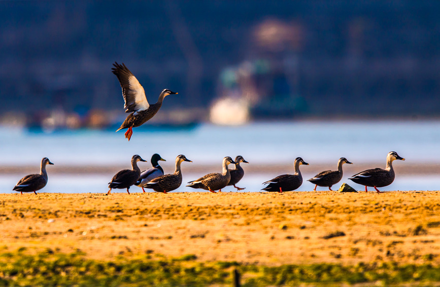 Improved ecology provides better habitats for migratory birds in S China’s Guangxi