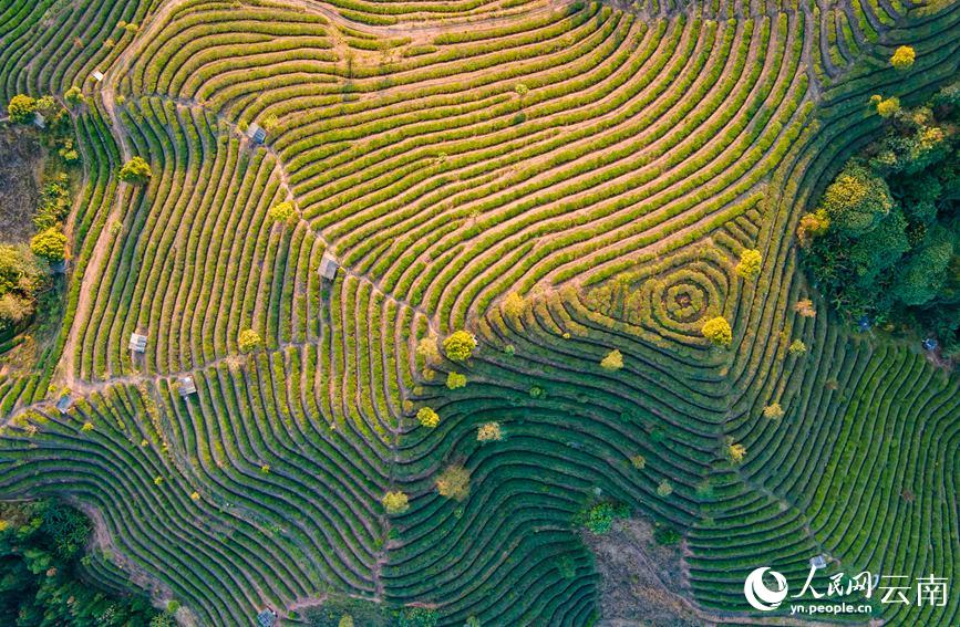 Tea gardens start spring tea picking in SW China’s Yunnan