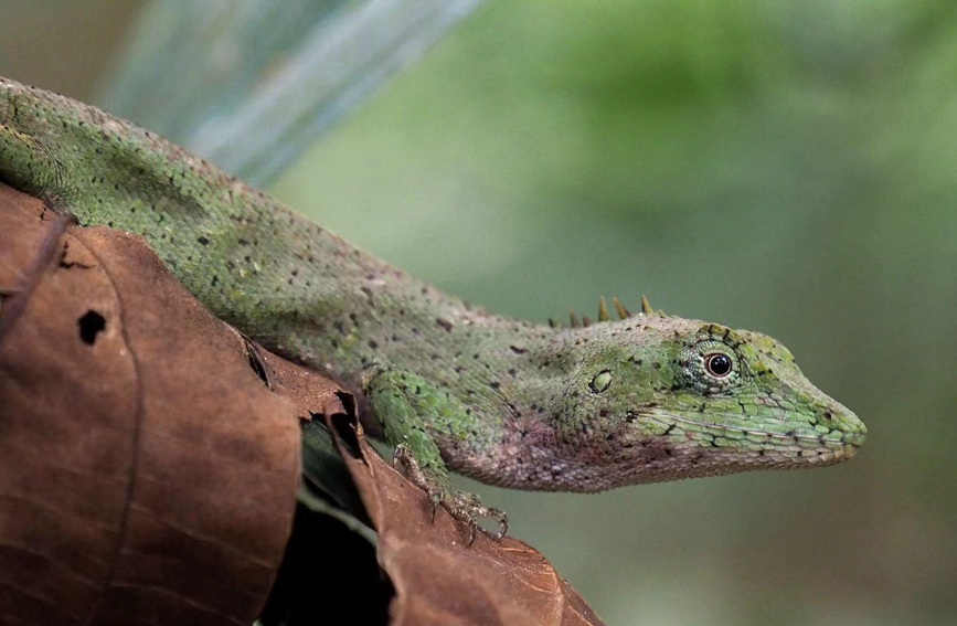 Explore ecological diversity of Hainan Island on World Wildlife Day