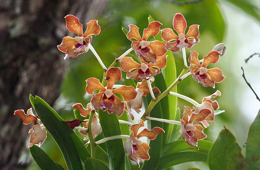 Explore ecological diversity of Hainan Island on World Wildlife Day