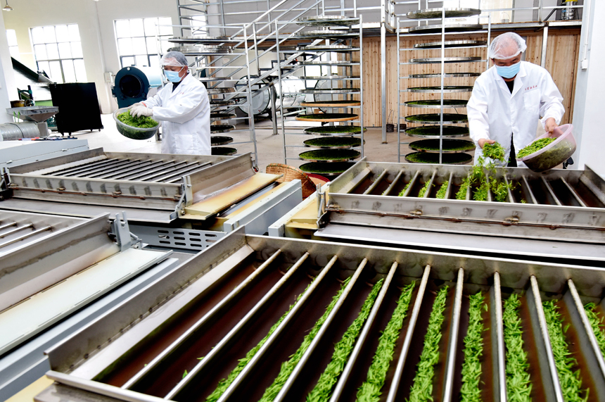 Farmers busy harvesting white tea leaves in E China’s Jiangxi