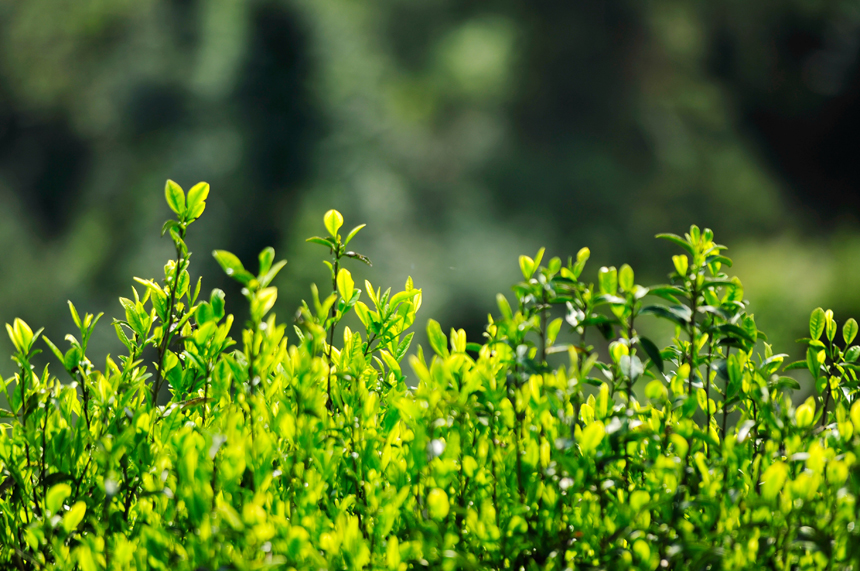 Farmers busy harvesting white tea leaves in E China’s Jiangxi