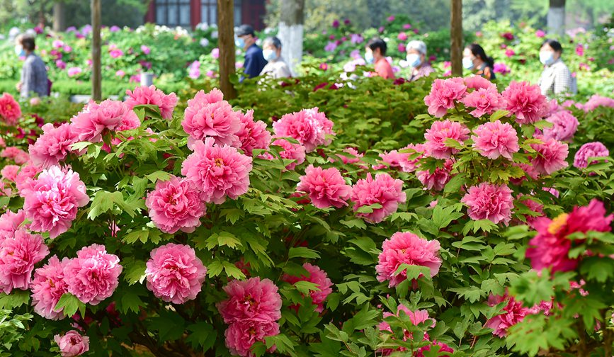 Blooming peonies at seasonal peak of spring blossoming in Luoyang