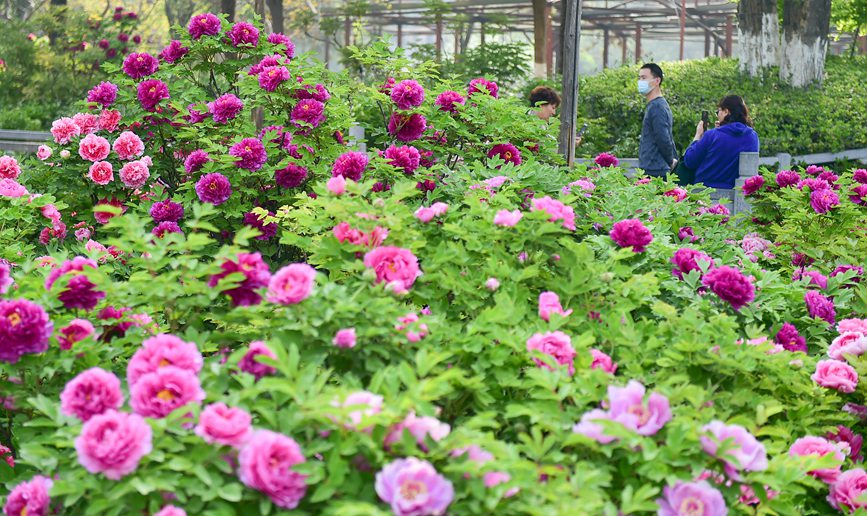 Blooming peonies at seasonal peak of spring blossoming in Luoyang