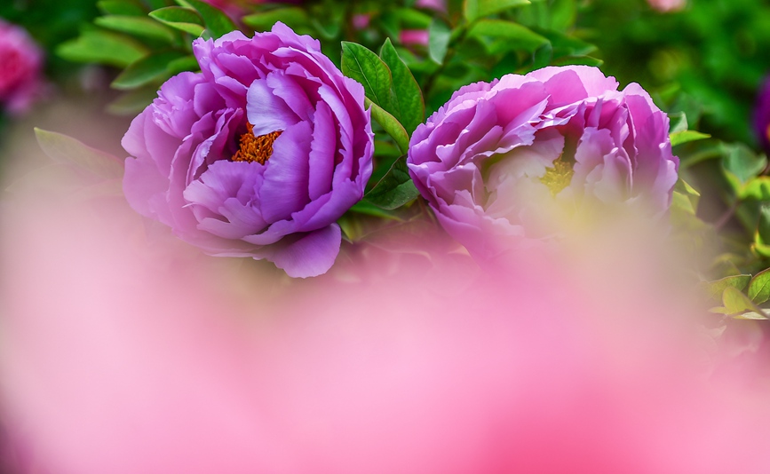 Blooming peonies at seasonal peak of spring blossoming in Luoyang