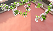 A glimpse of begonia flowers in the Palace Museum