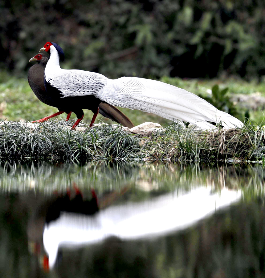 Rare silver pheasants flock together in greater numbers to forage at Yishan nature reserve in east China’s Jiangxi