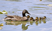 Wild ducks seen in Yuanmingyuan Park