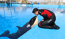 Killer whale calf successfully bred at Shanghai Haichang Ocean Park