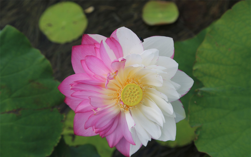 Rare lotus flower variety blooms to create poetic-like summertime vista in SW China’s Yunnan