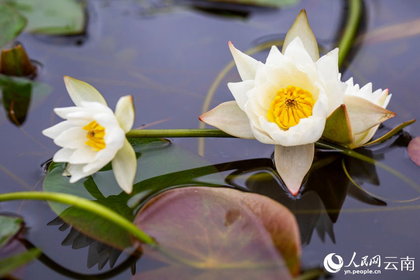 Endangered pygmy water-lilies bloom in SW China’s Yunnan