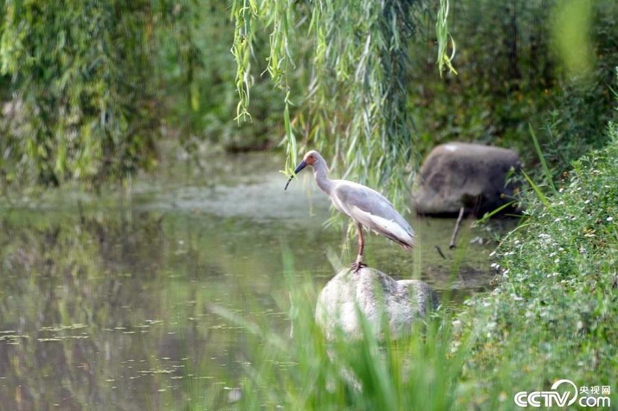 County in NW China’s Shaanxi Province serves as major habitat for several rare, highly-prized animal species