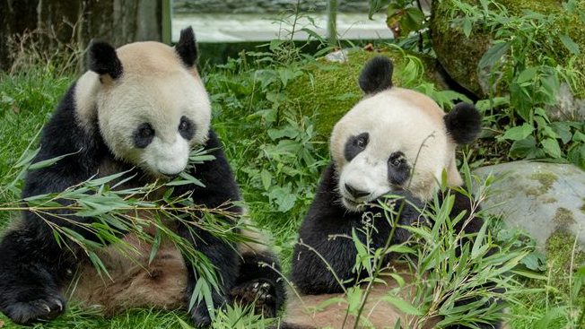 In pics: Giant pandas’ happy life in Wenchuan, SW China’s Sichuan