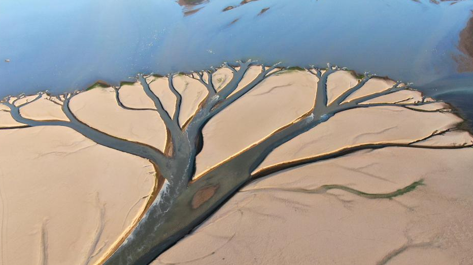 Landscape of tree seen in Jinxian section of Poyang Lake