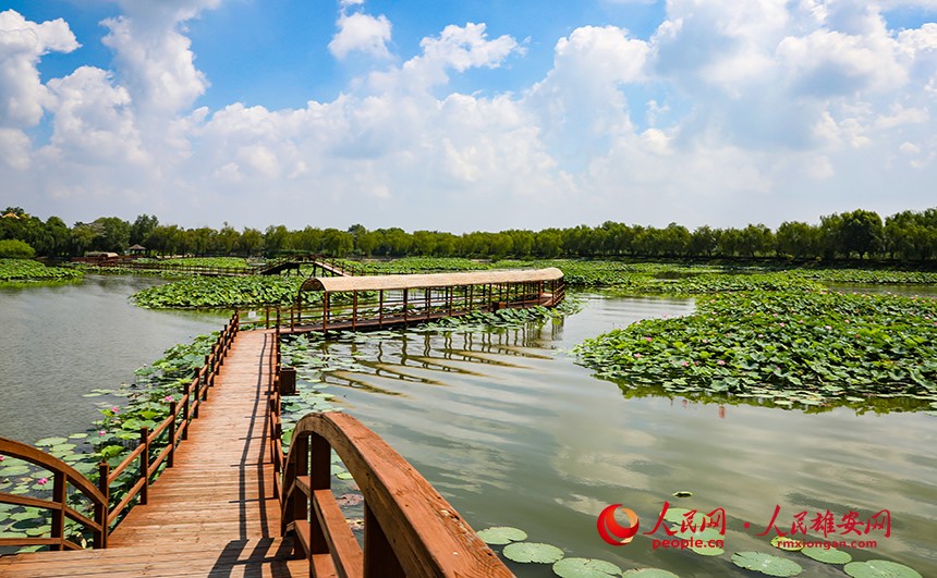 In pics: Baiyangdian Lake’s grand lotus garden in Xiong'an New Area springs to life with delicate blooms of colorful lotus flowers