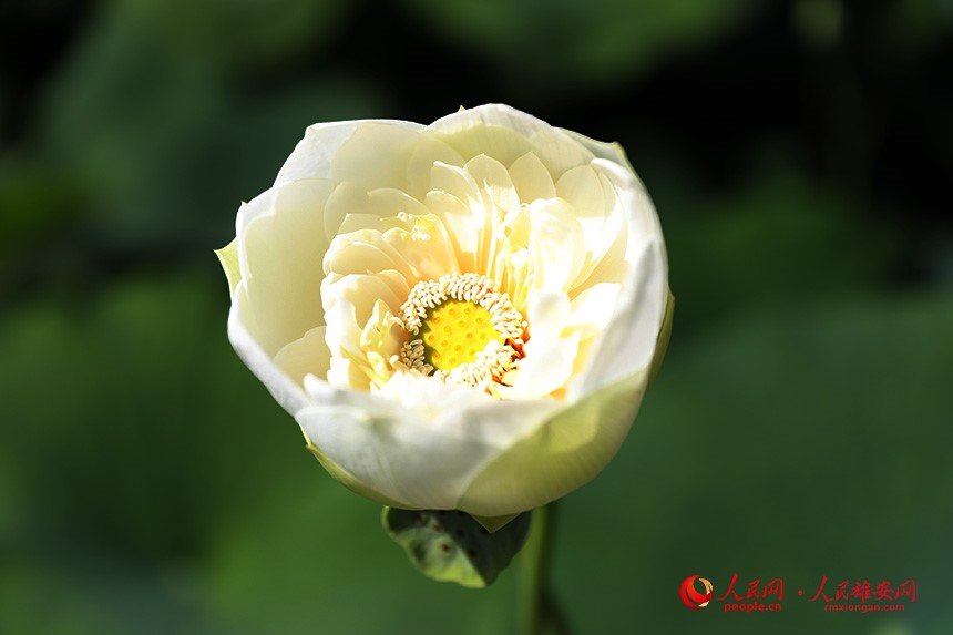 In pics: Baiyangdian Lake’s grand lotus garden in Xiong'an New Area springs to life with delicate blooms of colorful lotus flowers