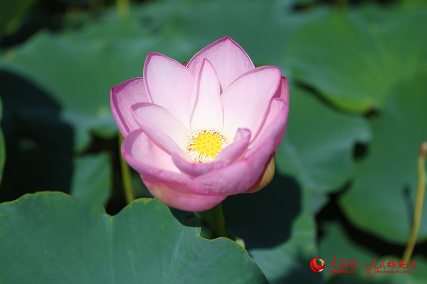 In pics: Baiyangdian Lake’s grand lotus garden in Xiong'an New Area springs to life with delicate blooms of colorful lotus flowers