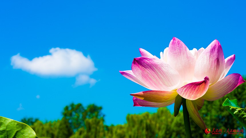 In pics: Baiyangdian Lake’s grand lotus garden in Xiong'an New Area springs to life with delicate blooms of colorful lotus flowers