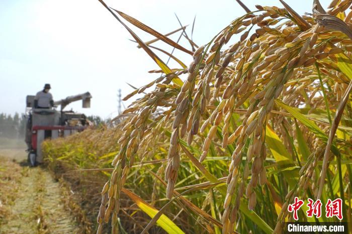 Farmers harvest rice, crabs in rice fields in north China's Hebei