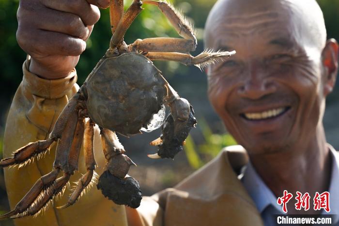 Farmers harvest rice, crabs in rice fields in north China's Hebei