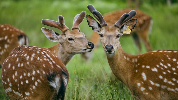 Xingkai Lake sika deer attract tourists in NE China's Heilongjiang