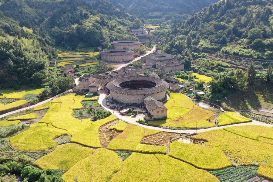 In pics: Golden rice fields and Tulou in SE China's Fujian