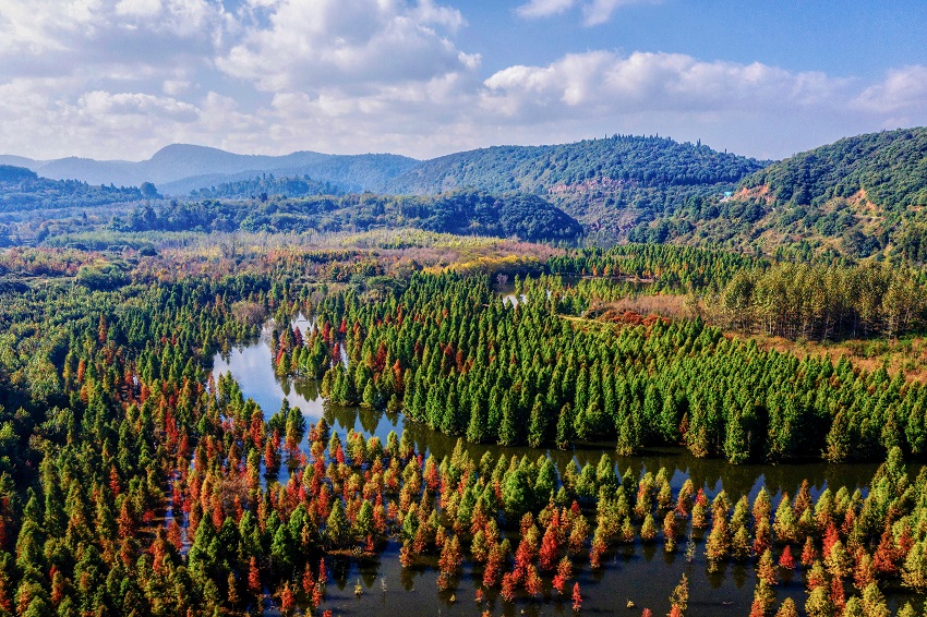 Colorful dawn redwood forest in SW China's Yunnan