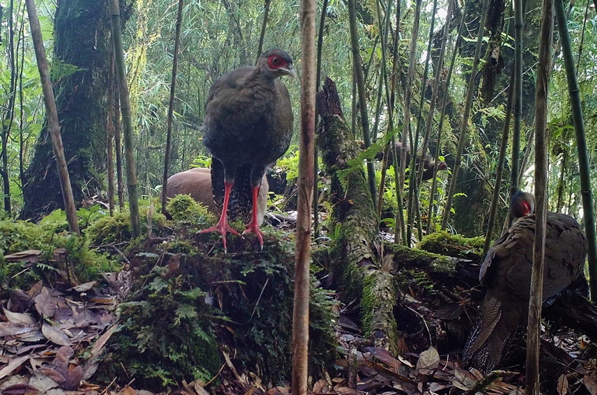 Silver pheasants, Indian muntjac seen in same footage in SW China’s Yunnan