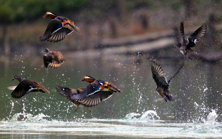 Mandarin ducks enjoy beautiful scenery in SW China’s Chongqing