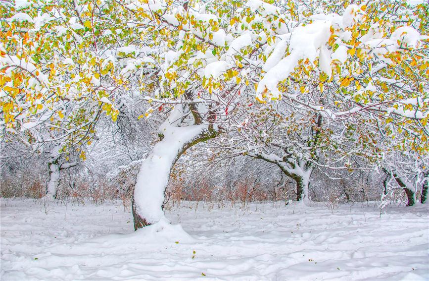 First snow turns 'Apricot Valley' in China's Xinjiang into 'beautiful painting'