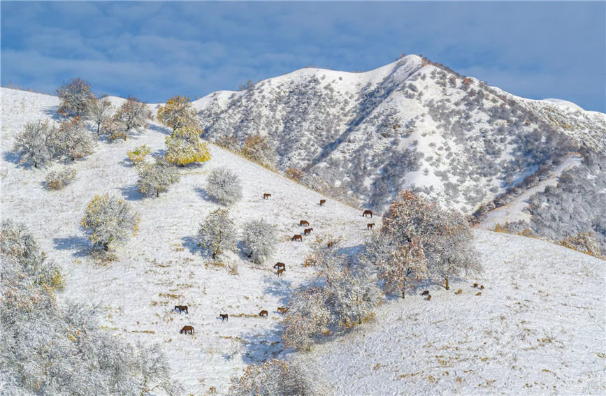 First snow turns 'Apricot Valley' in China's Xinjiang into 'beautiful painting'