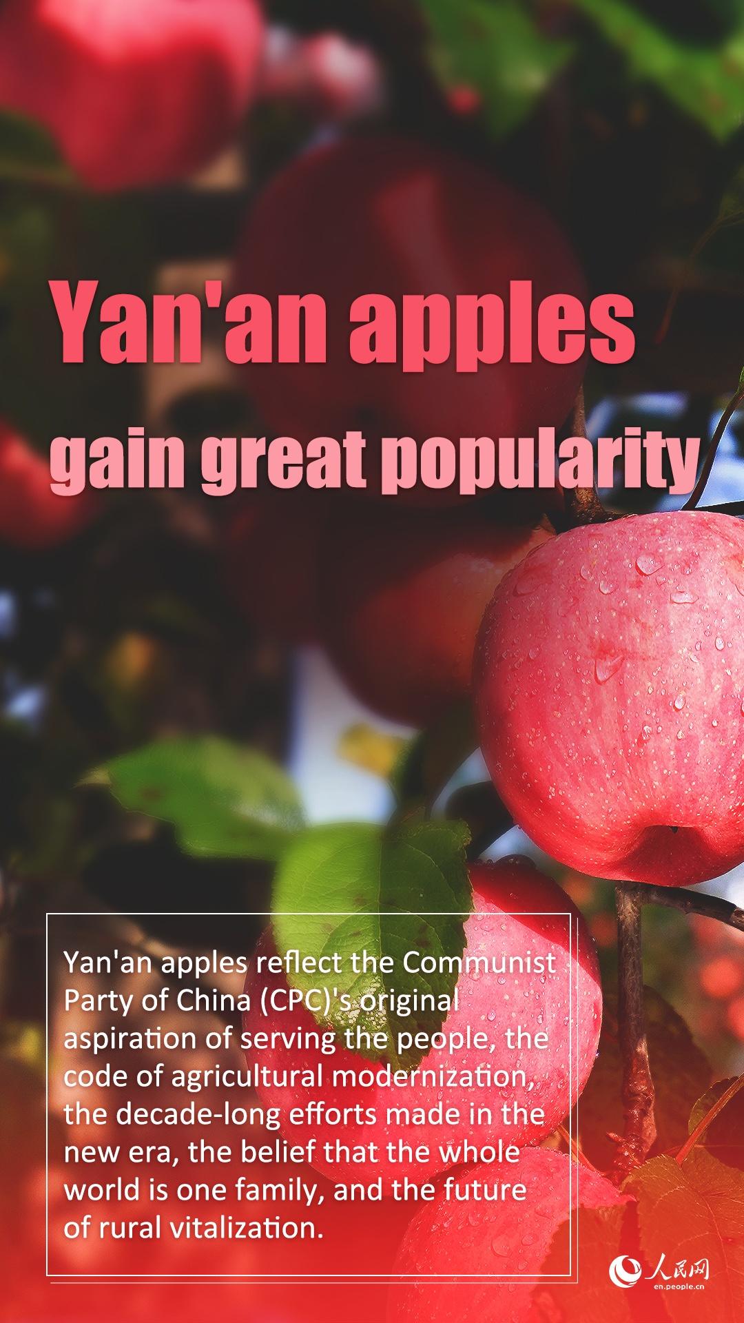 Infographics: Why are apples from Yan'an so popular?