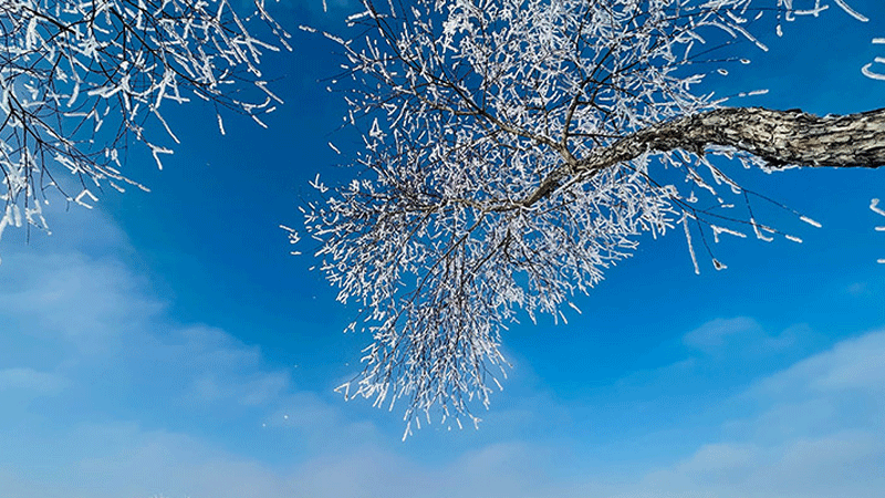 Beautiful early winter scenery of Ergun Wetland in N China's Inner Mongolia