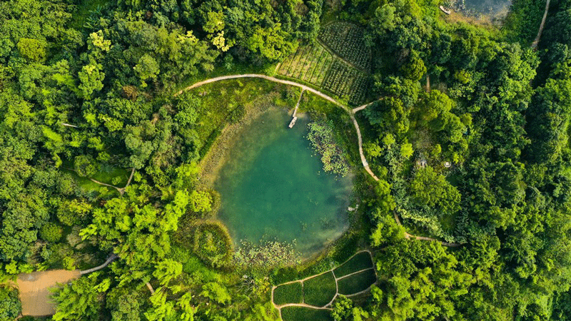 Flood-tolerant plants restore ecosystem on mega isle of Yangtze River