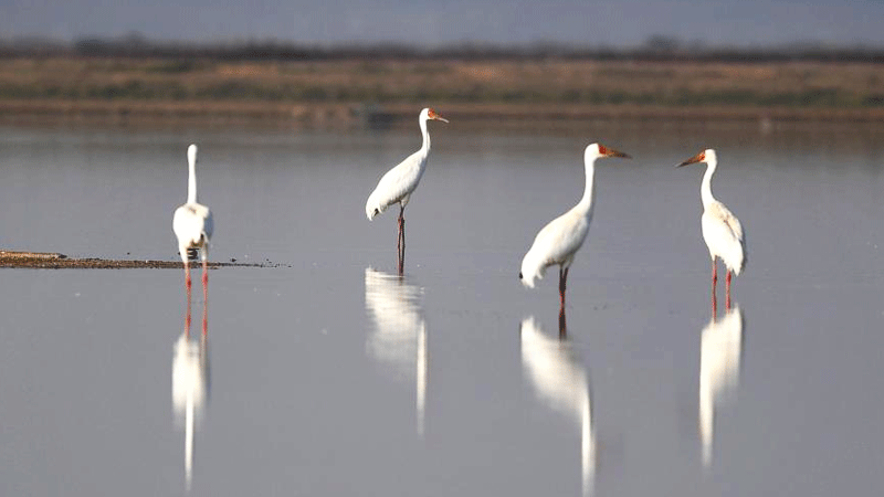 Wintering migrant birds arrive at Dongting Lake wetland in C China