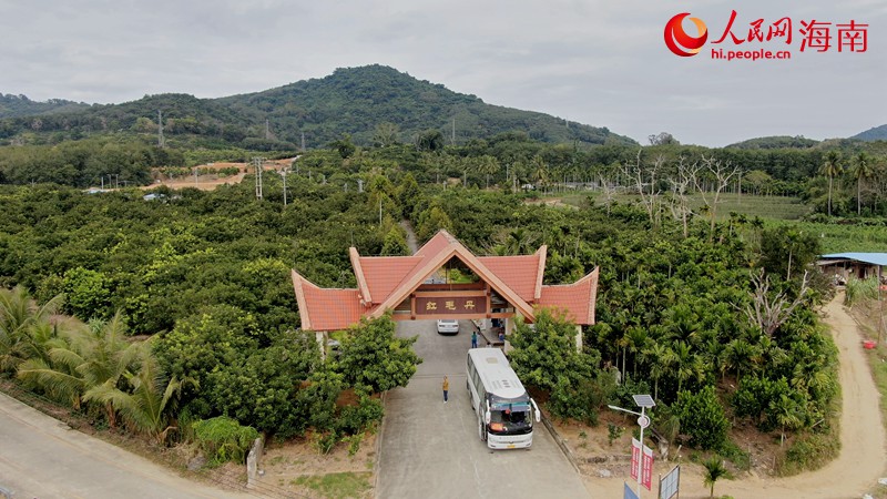 County in south China’s Hainan finds path to prosperity by growing rambutan