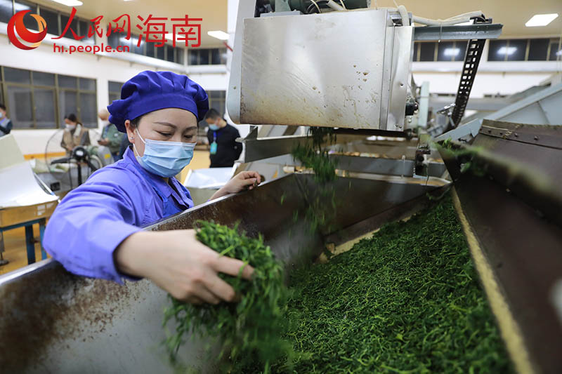 In pics: A glimpse of tea processing in China’s Hainan