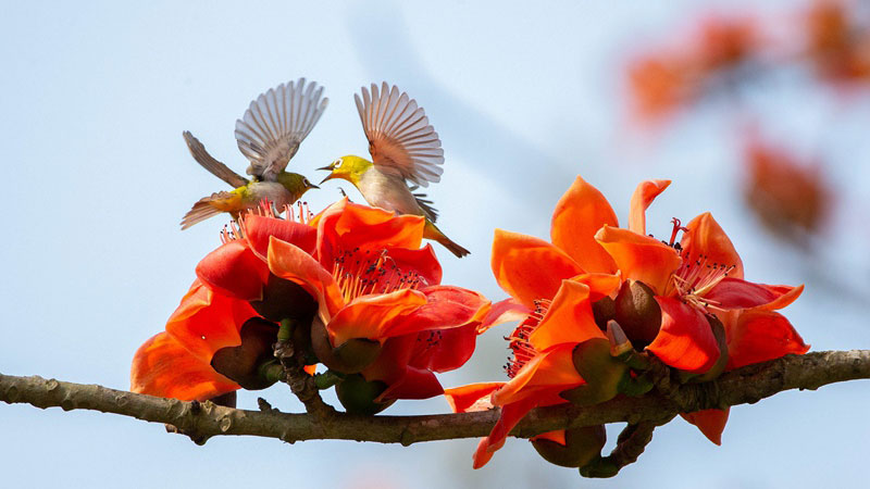 Kapok flowers blossom in S China’s Hainan