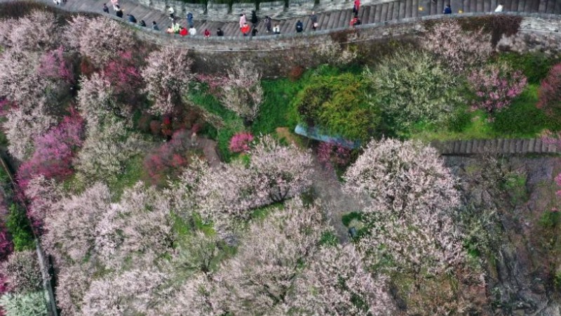 Various kinds of flowers blossom across China