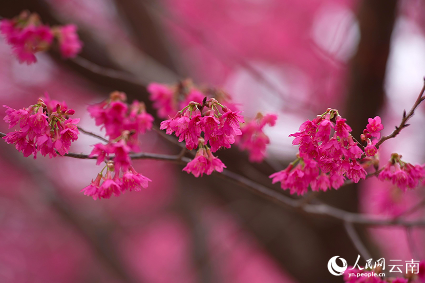 Cherry blossoms light up valley in SW China’s Yunnan