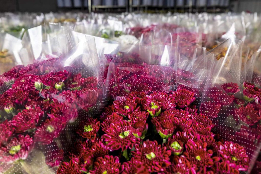 Farmers busy harvesting chrysanthemums in China's Hainan