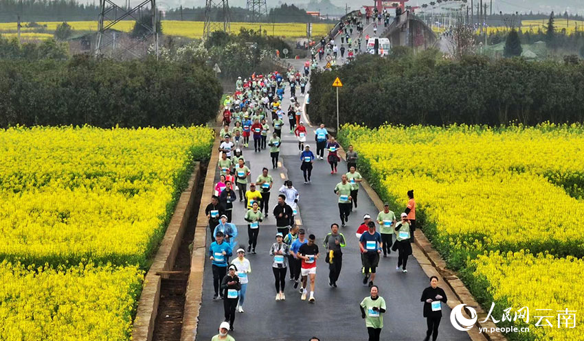 Marathon race held amidst sea of rapeseed flowers in SW China's Yunnan