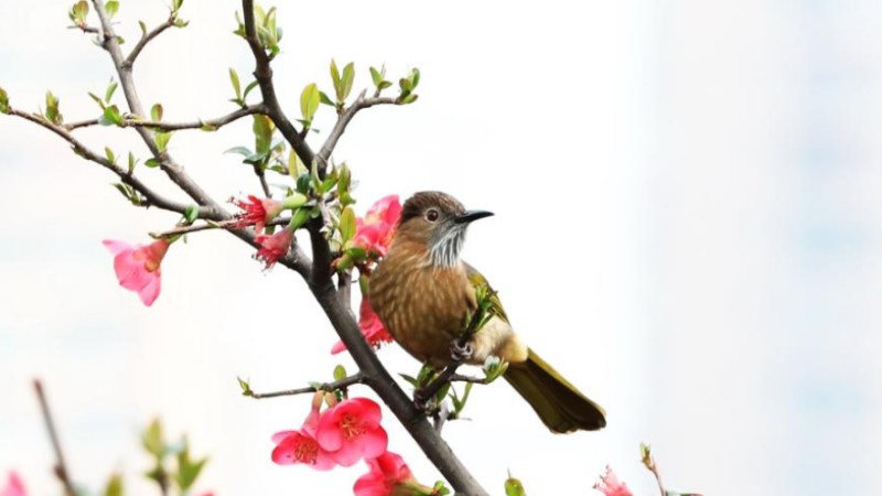 Spring scenery of birds and blossoms across China