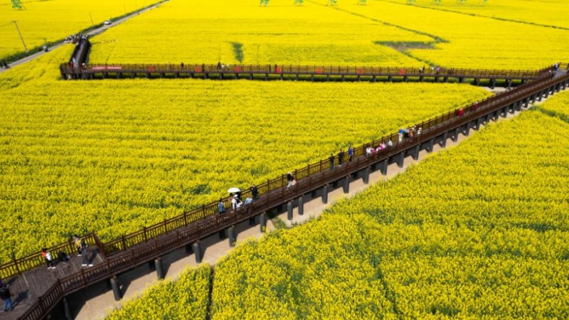 In pics: cole flower fields in Ziliu Village, C China's Hunan