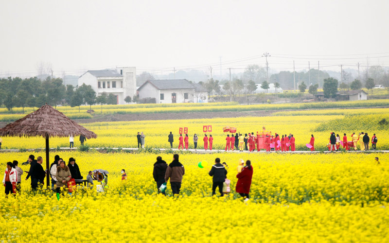 Rapeseed flowers help bring prosperity to countryside in Shayang, C China's Hubei