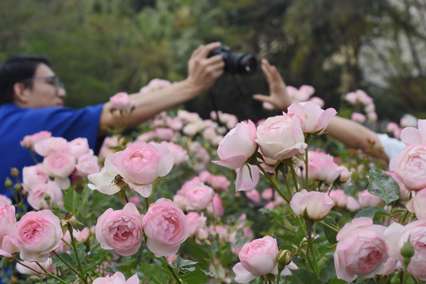 In pics: Beauty of roses attracts visitors to 2023 Shenzhen Rose Show