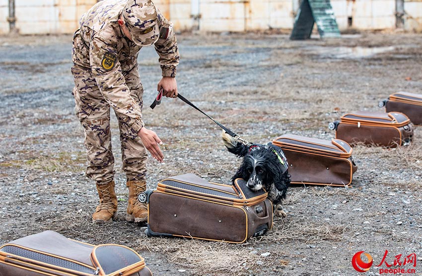 In pics: police dogs undergo various training programs in NW China's Xinjiang