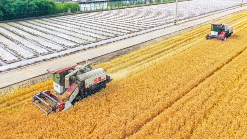 Harvesters reap wheat in Jingjiang, E China's Jiangsu Province