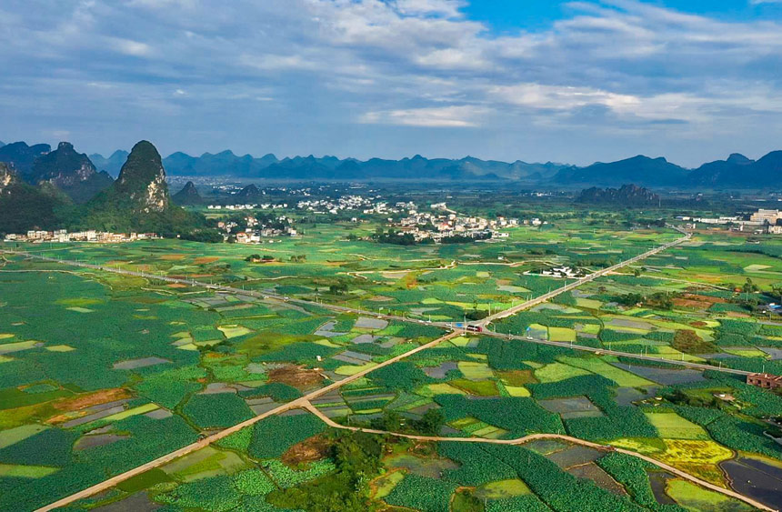 Farmers busy harvesting lotus roots in Liuzhou, S China's Guangxi