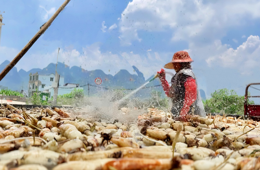 Farmers busy harvesting lotus roots in Liuzhou, S China's Guangxi